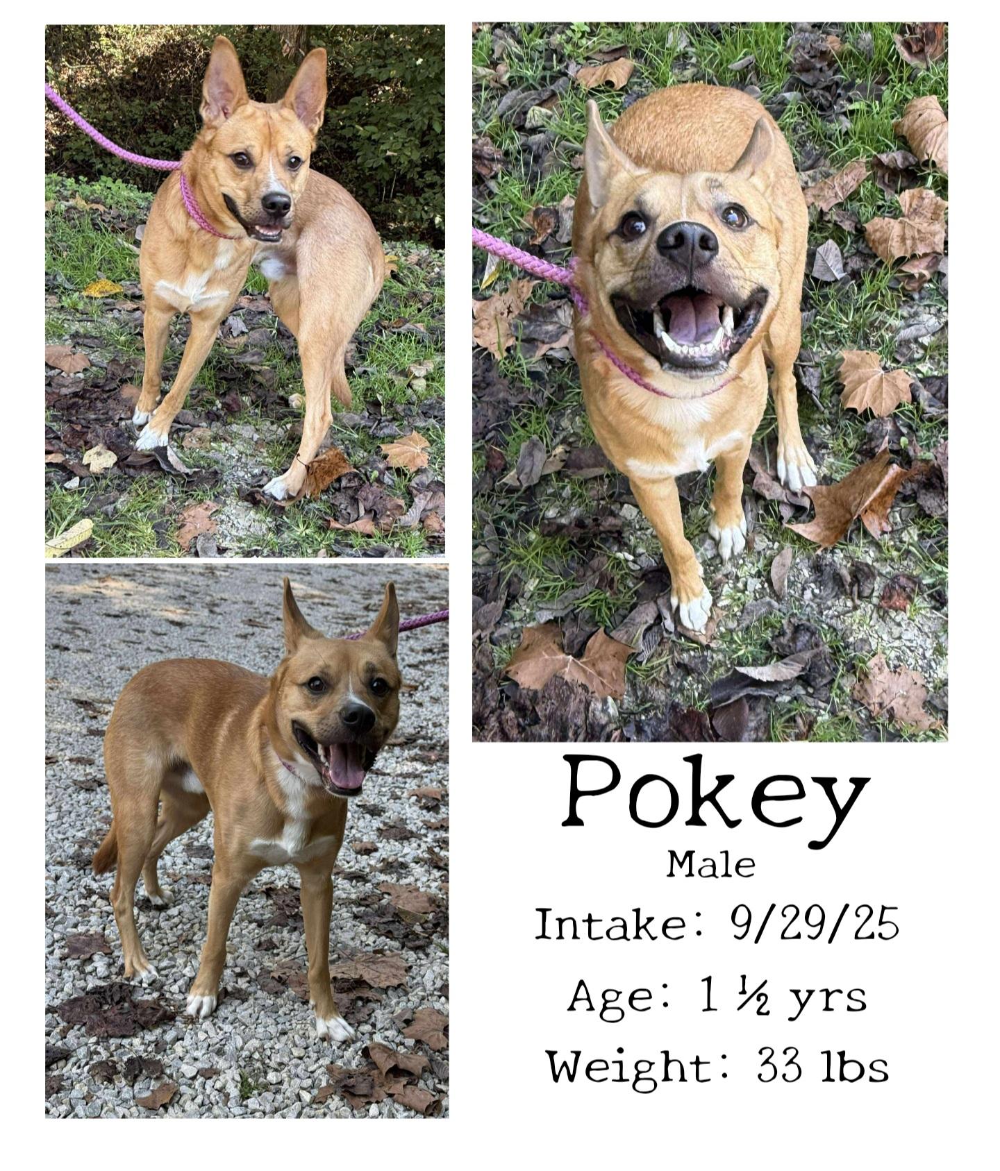 Pokey, Adoptable, Adult Male Shepherd.