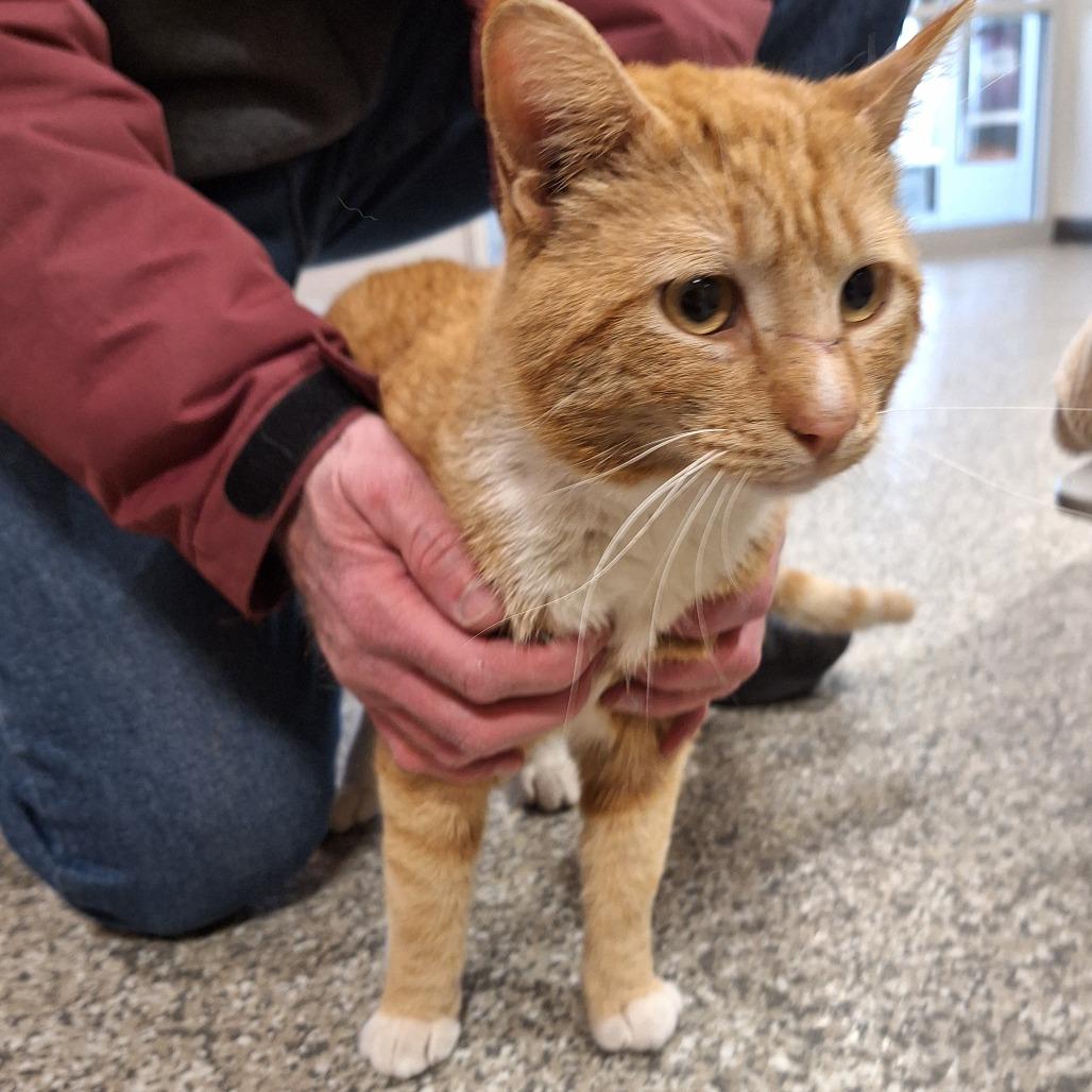 Nemo, Adoptable, Adult Male Domestic Short Hair.