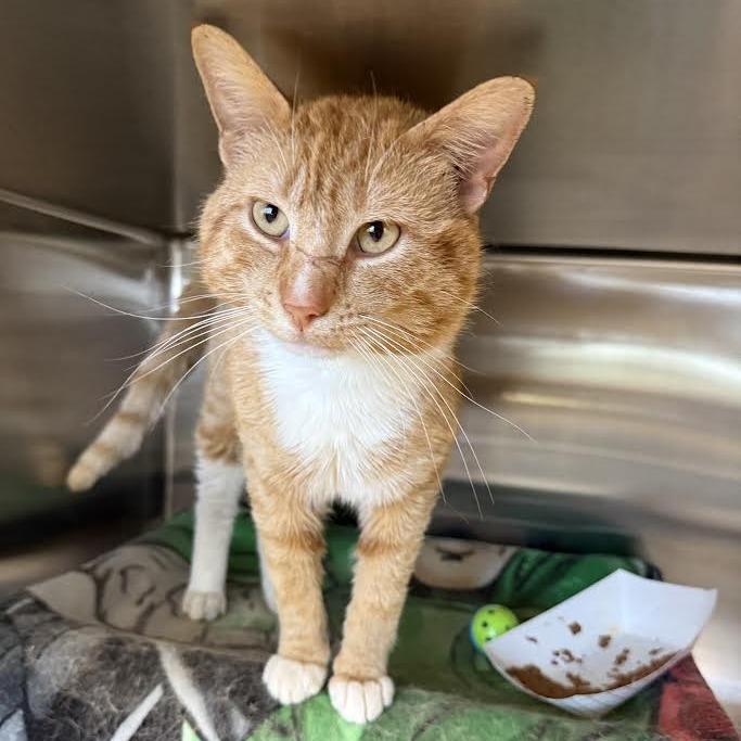 Enlarge Nemo, a Adoptable Domestic Short Hair in Saint Cloud, MN image 2/6