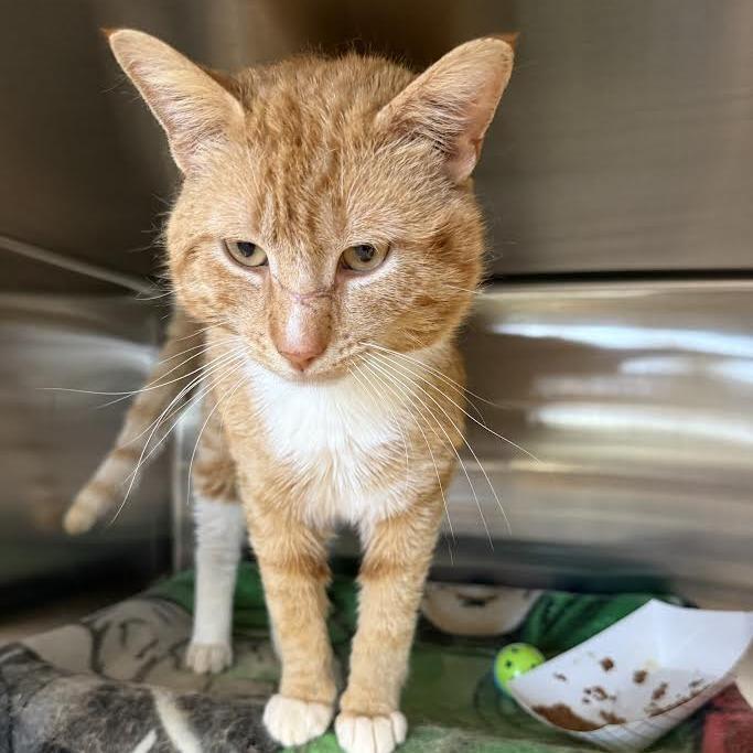 Enlarge Nemo, a Adoptable Domestic Short Hair in Saint Cloud, MN image 3/6