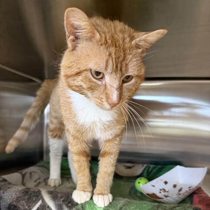 Enlarge Nemo, a Adoptable Domestic Short Hair in Saint Cloud, MN image 4/6