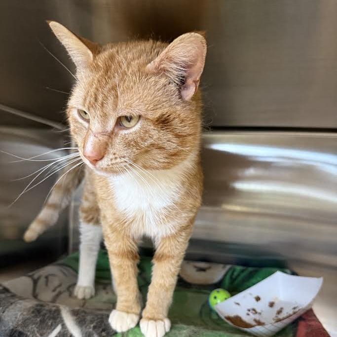 Enlarge Nemo, a Adoptable Domestic Short Hair in Saint Cloud, MN image 5/6