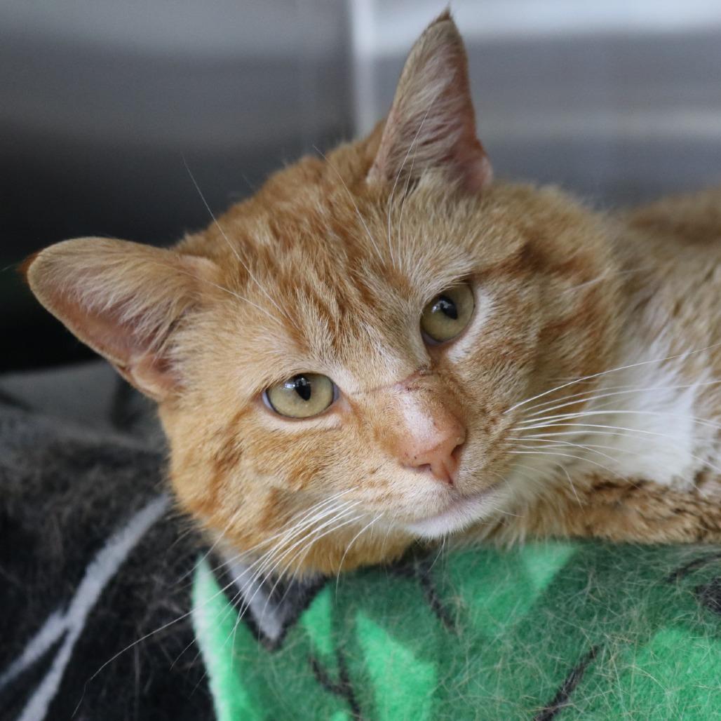 Enlarge Nemo, a Adoptable Domestic Short Hair in Saint Cloud, MN image 6/6