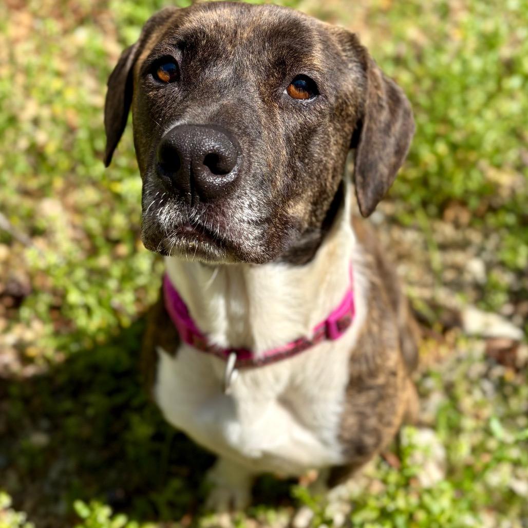 Roulette, Adoptable, Adult Female Mixed Breed.