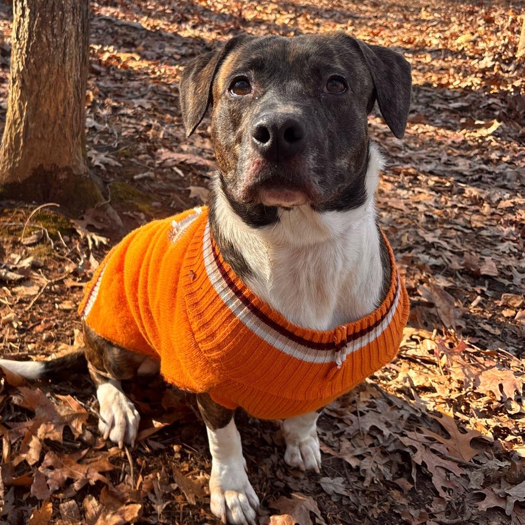 Enlarge Roulette, a Adoptable Mixed Breed in Rocky Mount, VA image 2/6