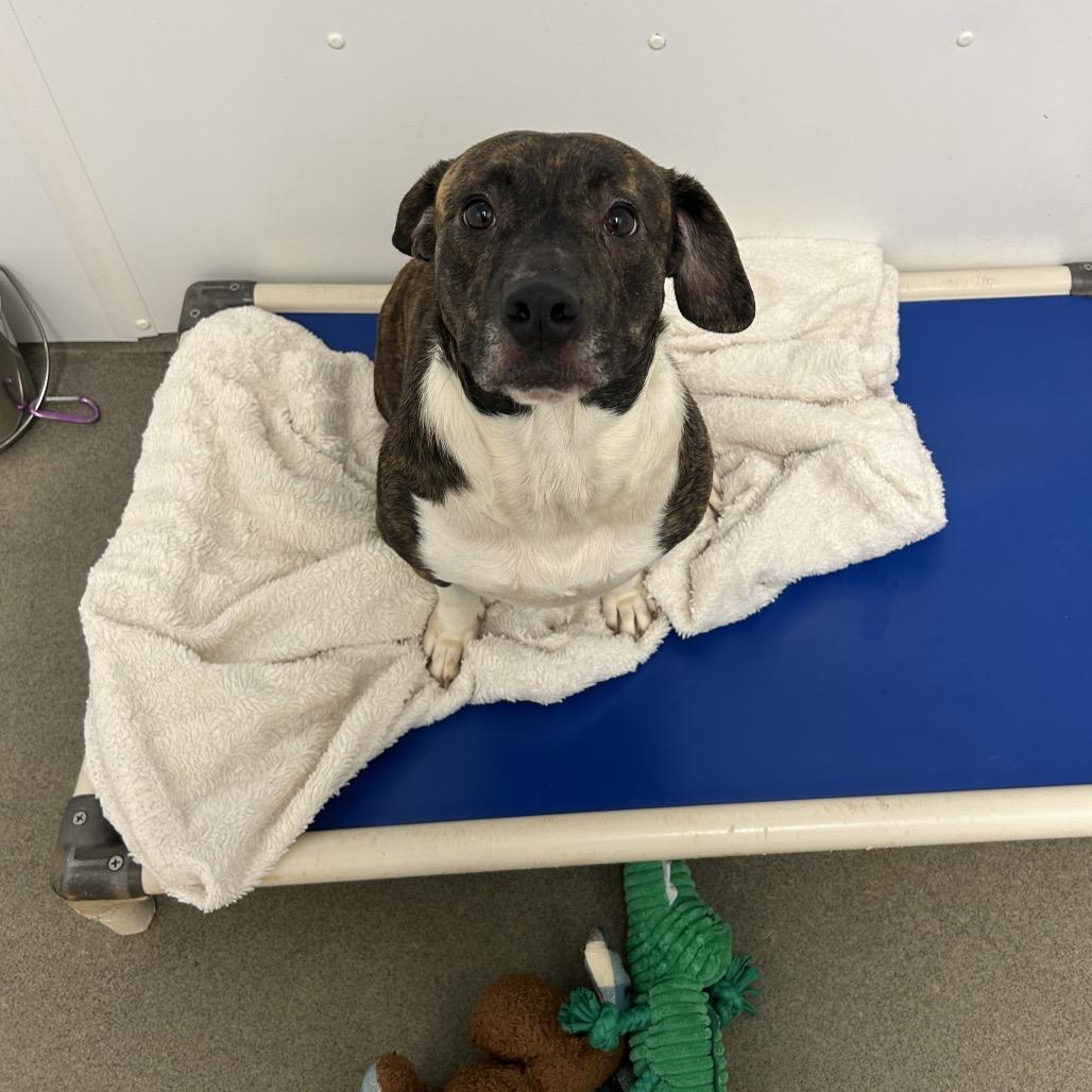 Enlarge Roulette, a Adoptable Mixed Breed in Rocky Mount, VA image 3/6