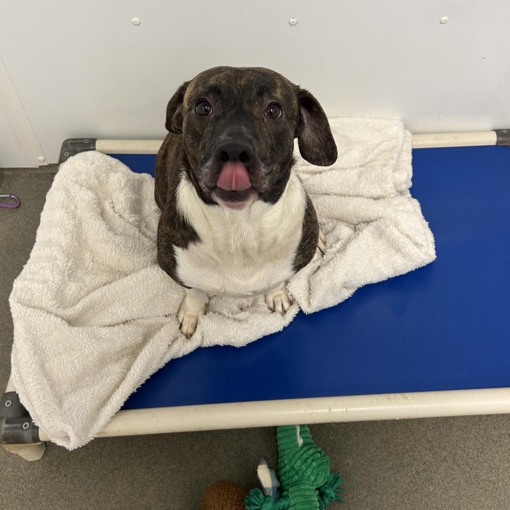 Enlarge Roulette, a Adoptable Mixed Breed in Rocky Mount, VA image 4/6