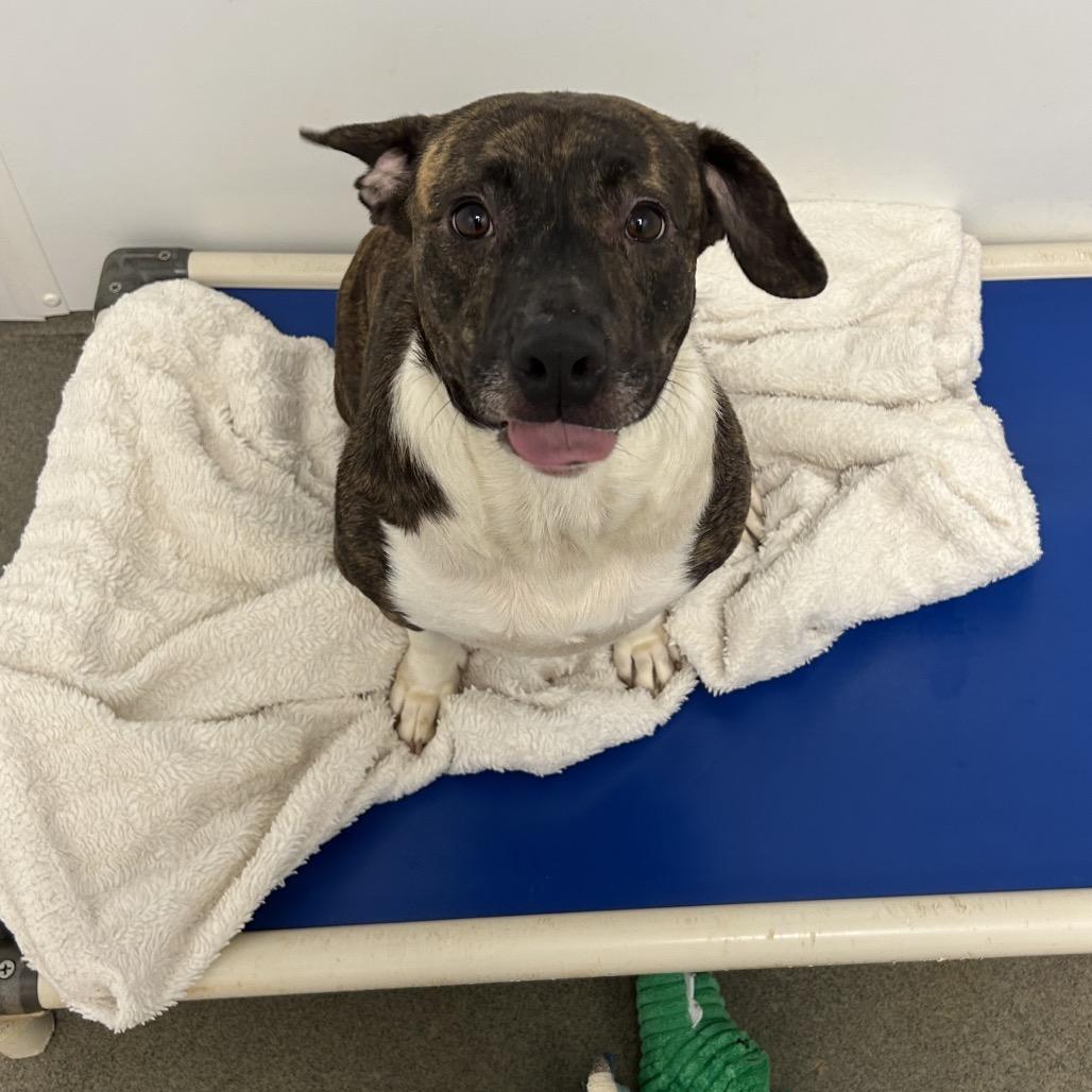 Enlarge Roulette, a Adoptable Mixed Breed in Rocky Mount, VA image 5/6