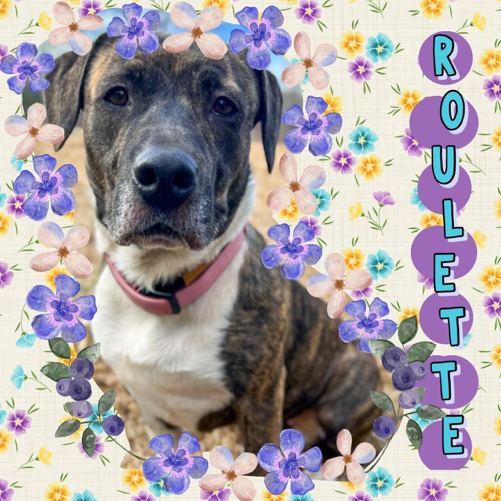 Enlarge Roulette, a Adoptable Mixed Breed in Rocky Mount, VA image 5/6
