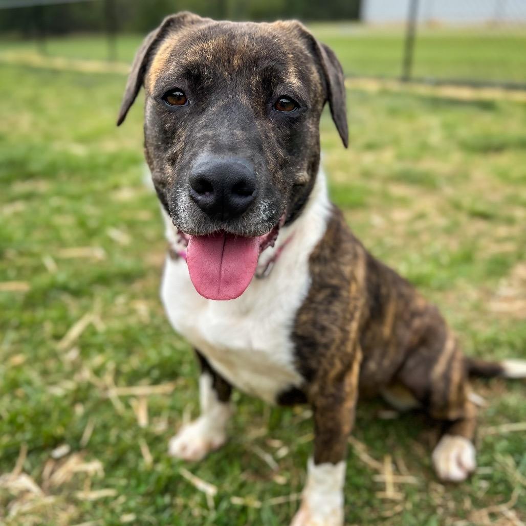 Enlarge Roulette, a Adoptable Mixed Breed in Rocky Mount, VA image 5/6
