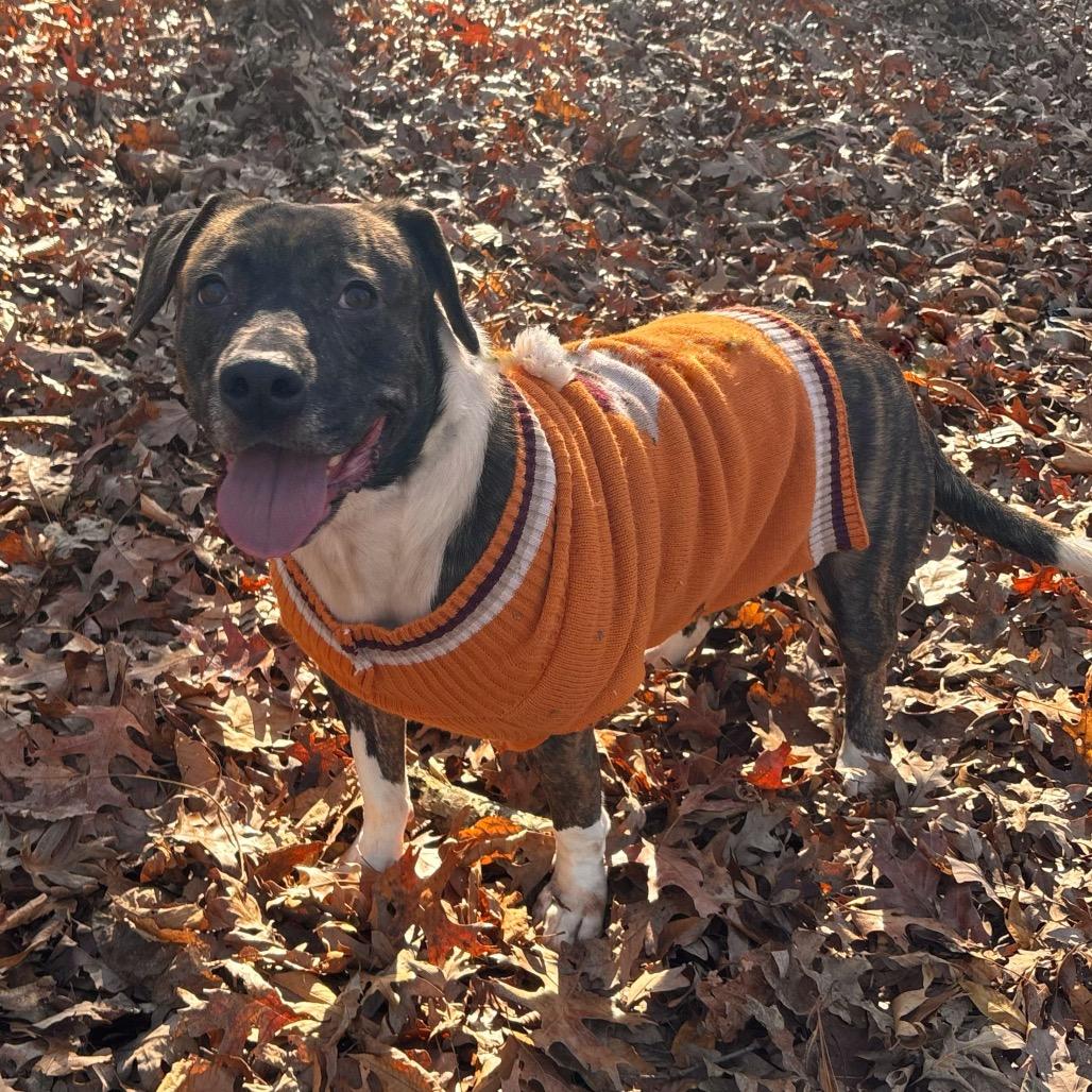 Enlarge Roulette, a Adoptable Mixed Breed in Rocky Mount, VA image 6/6