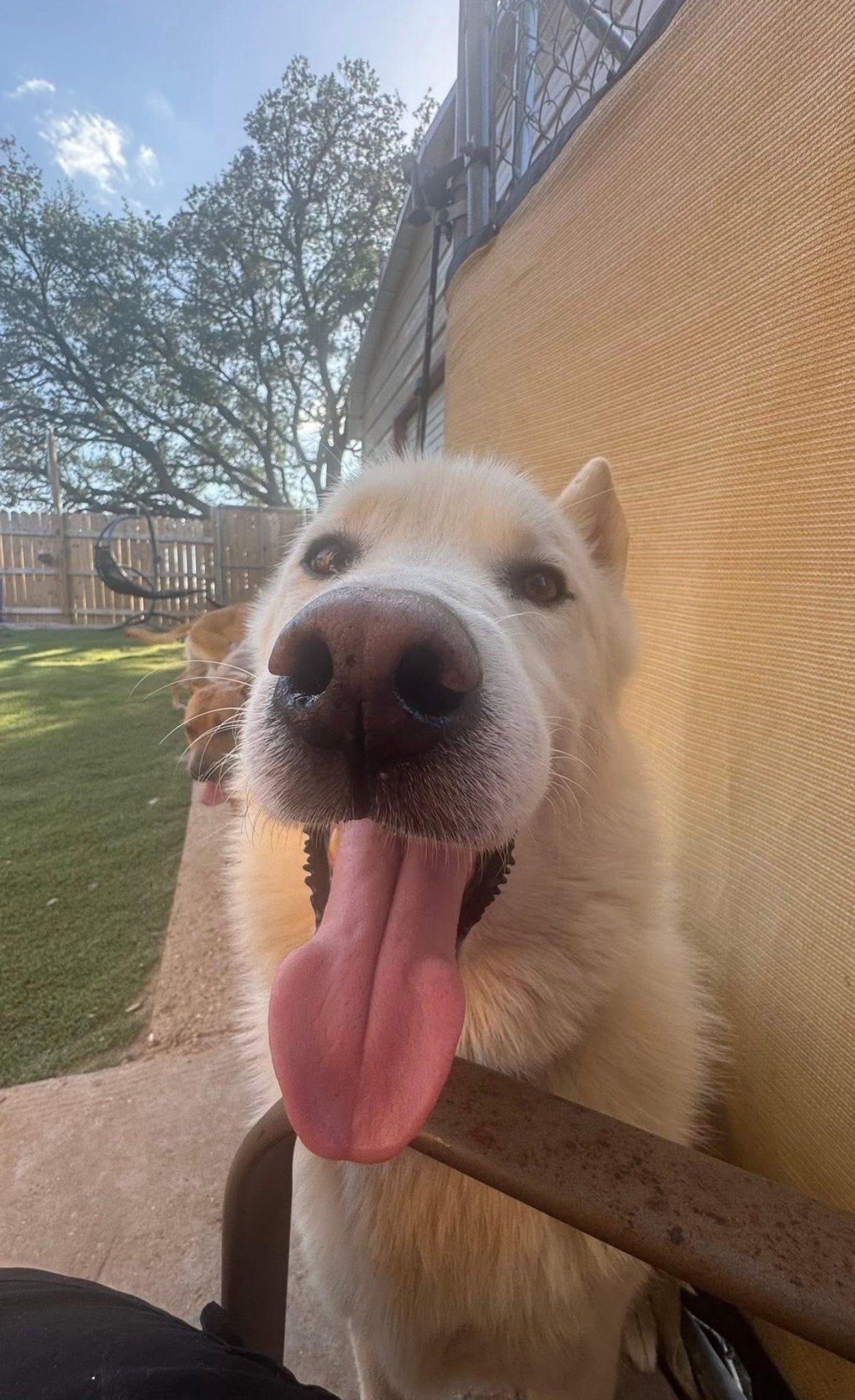 Enlarge Casper, a Adoptable mixed breed in Concord, NH image 1/6