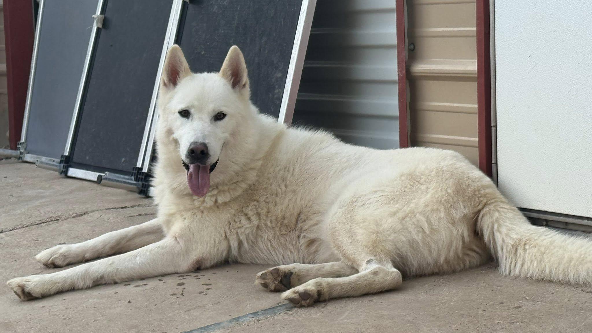 Enlarge Casper, a Adoptable mixed breed in Concord, NH image 2/6