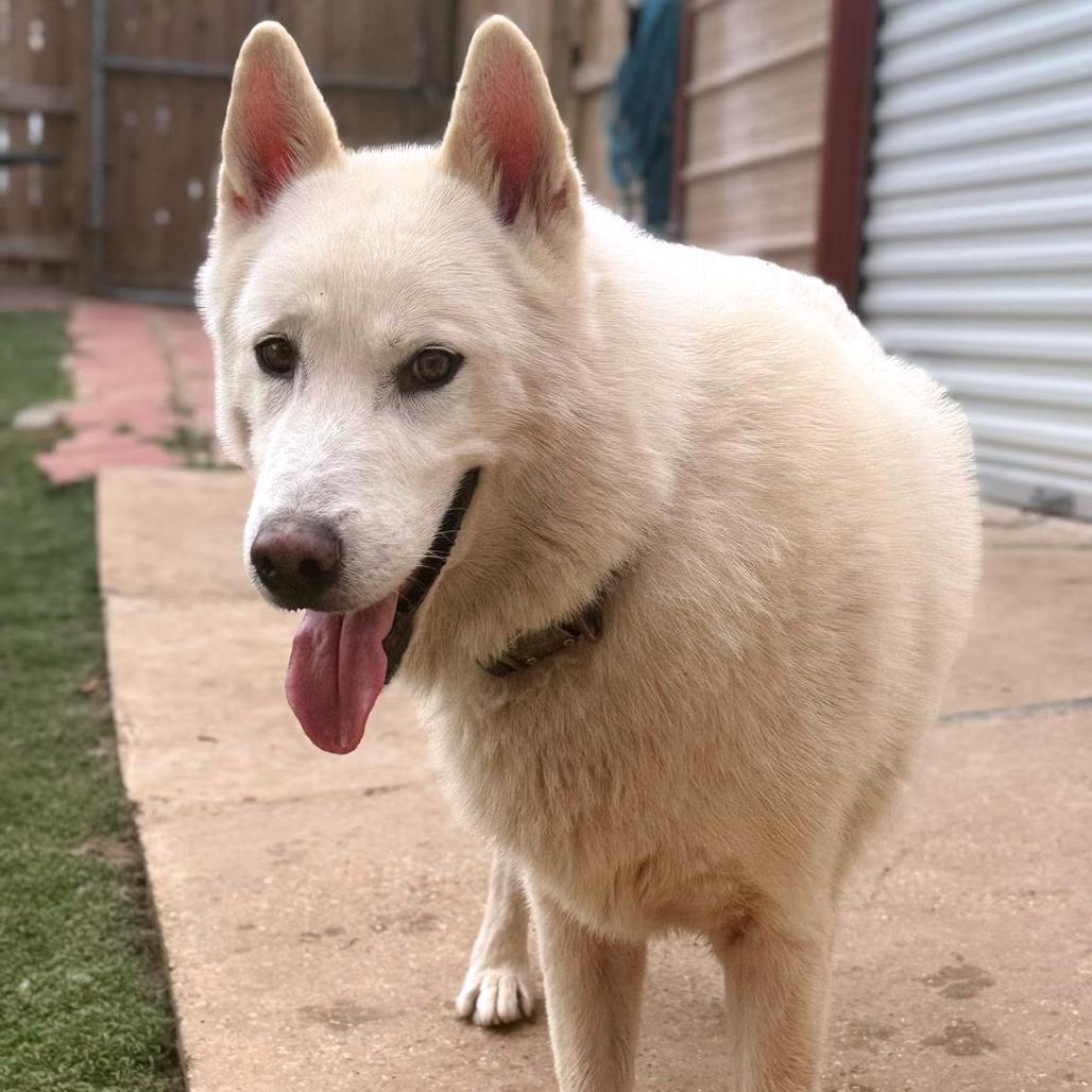 Enlarge Casper, a Adoptable mixed breed in Concord, NH image 3/6