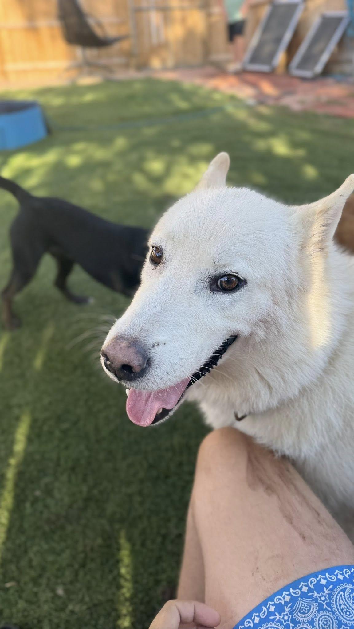 Enlarge Casper, a Adoptable mixed breed in Concord, NH image 4/6