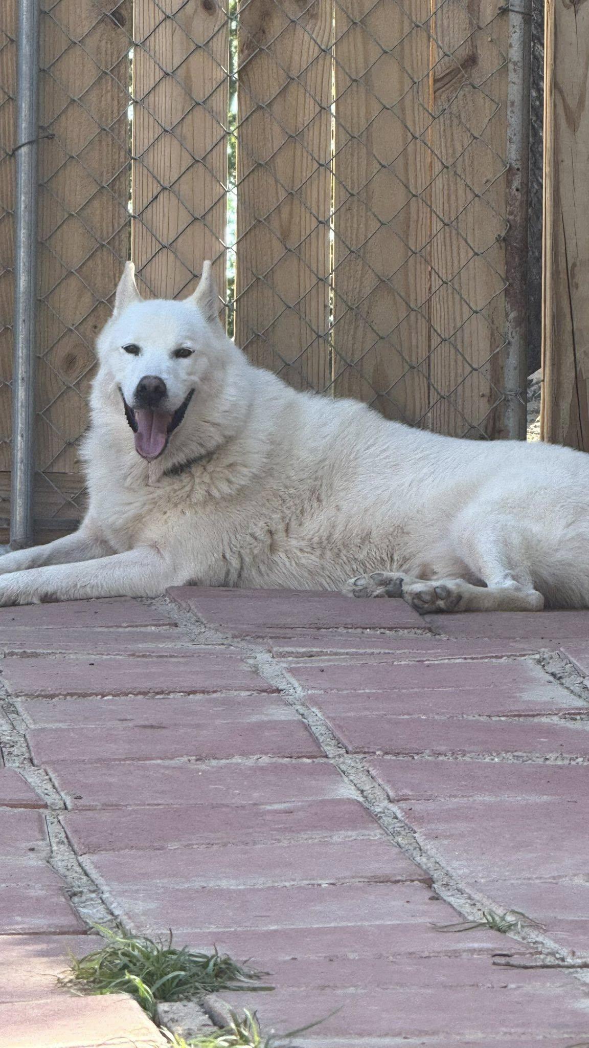 Enlarge Casper, a Adoptable mixed breed in Concord, NH image 5/6