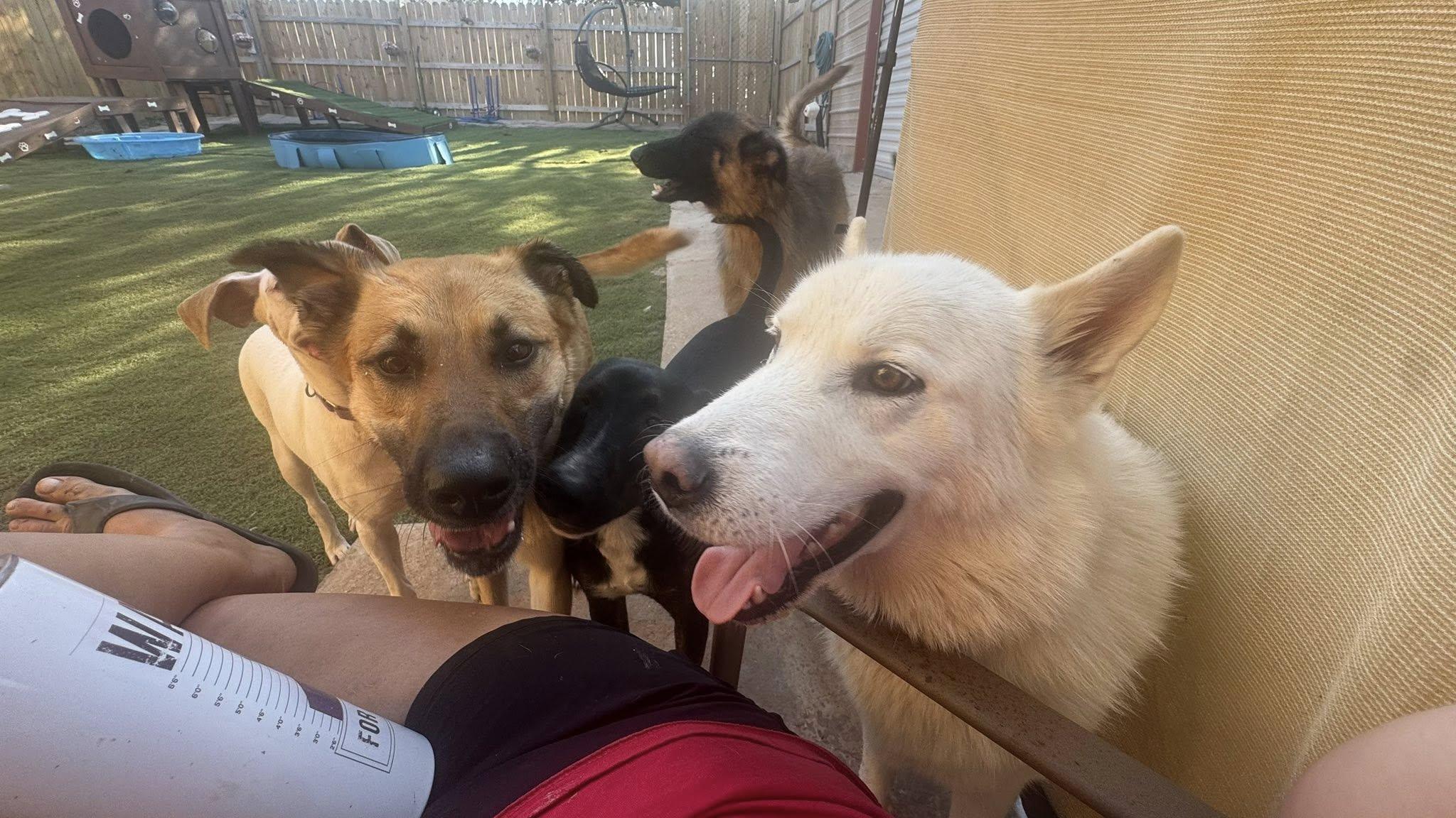 Enlarge Casper, a Adoptable mixed breed in Concord, NH image 6/6