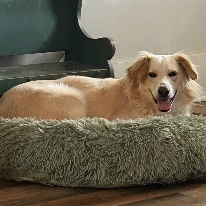 Kenton #6539, Adoptable, Young Male Labrador Retriever & Golden Retriever.