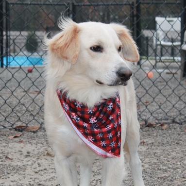 Enlarge Kenton #6539, a Adoptable mixed breed in Louisville, KY image 1/6