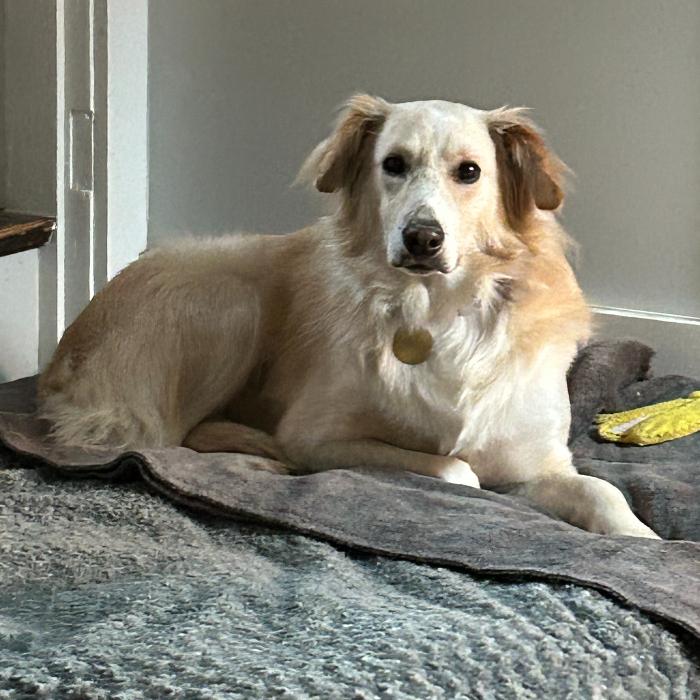 Enlarge Kenton #6539, a Adoptable mixed breed in Louisville, KY image 2/6