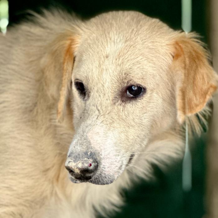 Enlarge Kenton #6539, a Adoptable mixed breed in Louisville, KY image 3/6