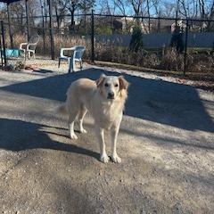 Enlarge Kenton #6539, a Adoptable mixed breed in Louisville, KY image 4/6