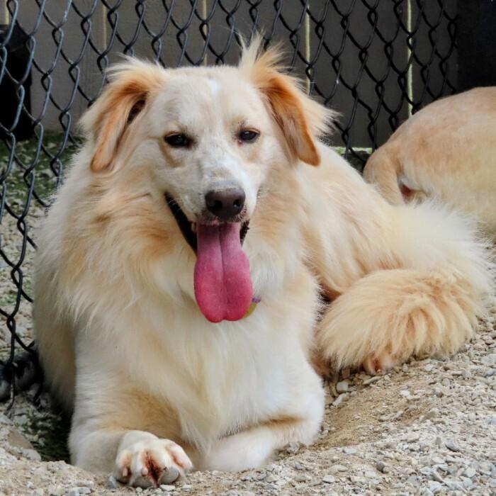 Enlarge Kenton #6539, a Adoptable mixed breed in Louisville, KY image 5/6