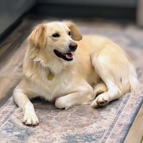 Enlarge Kenton #6539, a Adoptable mixed breed in Louisville, KY image 6/6