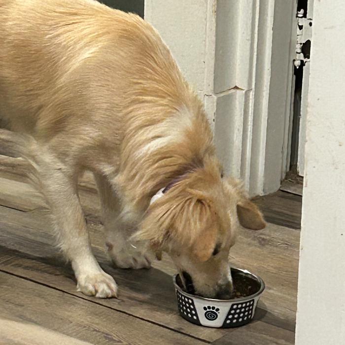 Enlarge Kenton #6539, a Adoptable mixed breed in Louisville, KY image 5/6