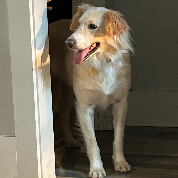 Enlarge Kenton #6539, a Adoptable mixed breed in Louisville, KY image 6/6