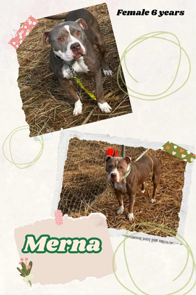 Merna, Adoptable, Adult Female Pit Bull Terrier & Mixed Breed.