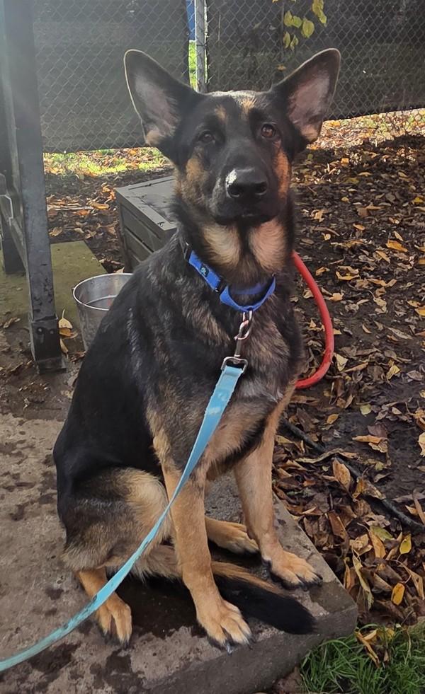 Sushi, Adoptable, Adult Female German Shepherd Dog.