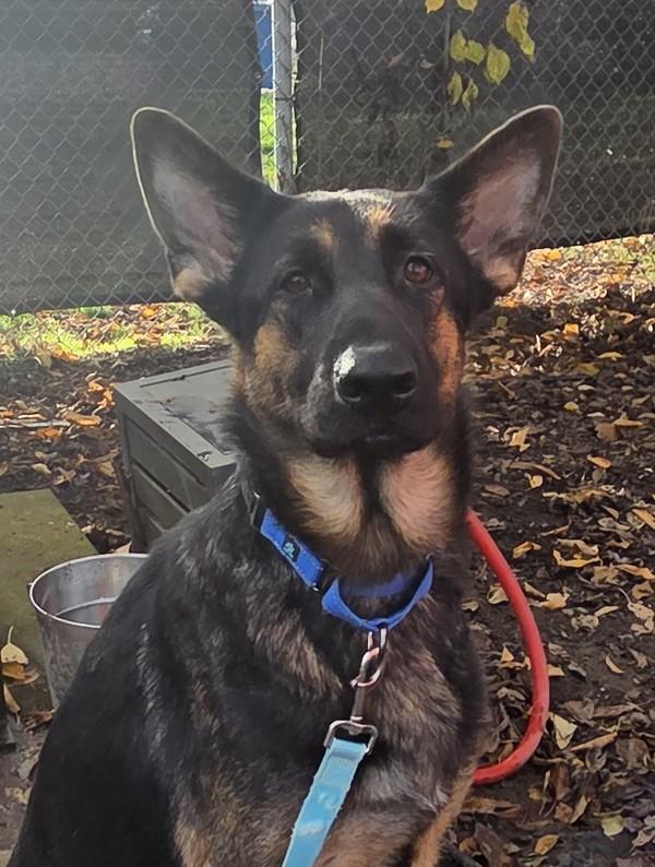 Enlarge Sushi, a Adoptable mixed breed in Salem, OR image 2/2