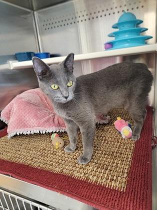 Enlarge Shadow, a Adoptable mixed breed in Fergus Falls, MN image 1/1