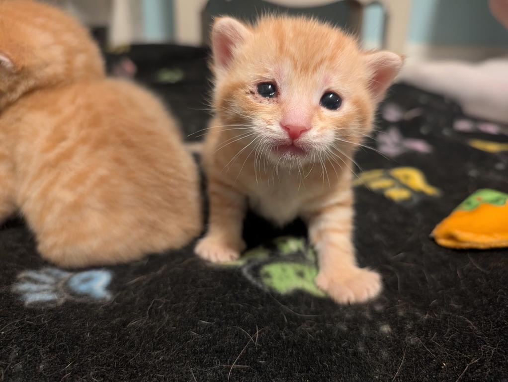 BIGGIE, Baby Male unknown