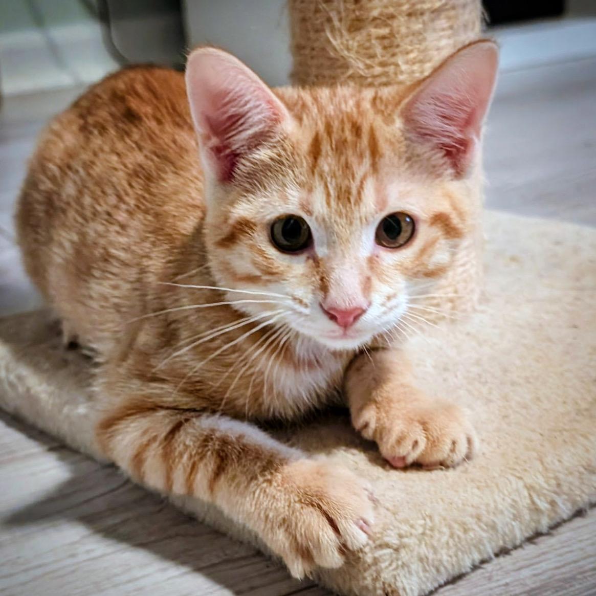 EVE, Adopted, Young Female Domestic Short Hair.