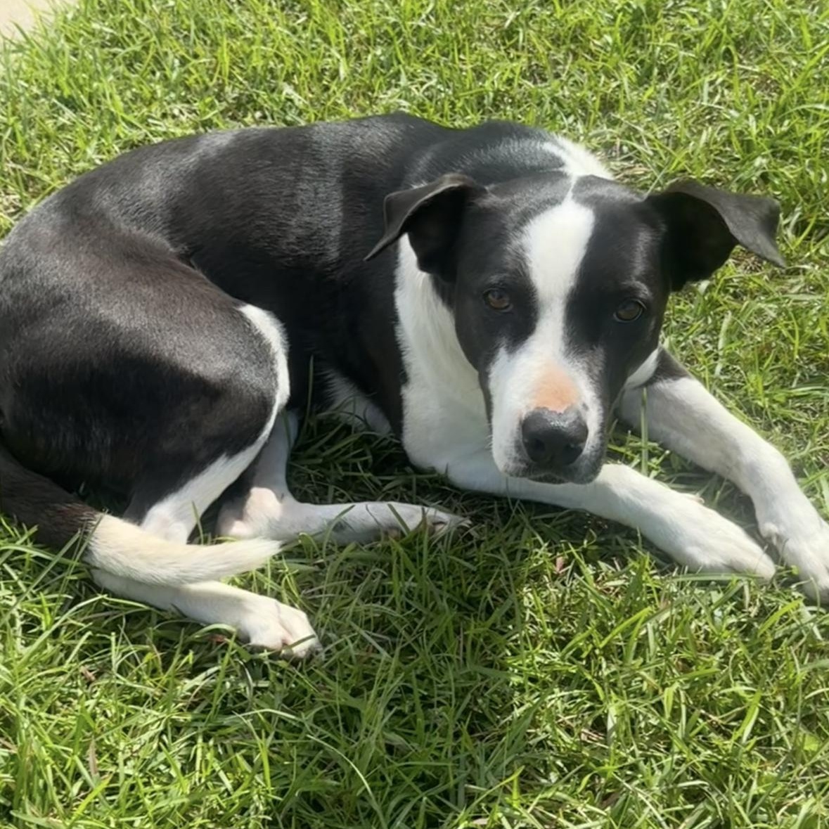 Bella, a Adoptable mixed breed in Arnold, MO image 3/6