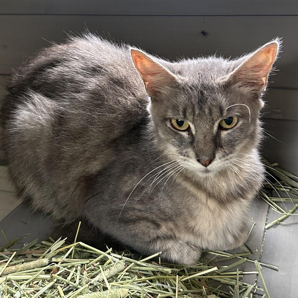 Enlarge Grace, a Adoptable American Shorthair in mount vernon, AR image 1/1