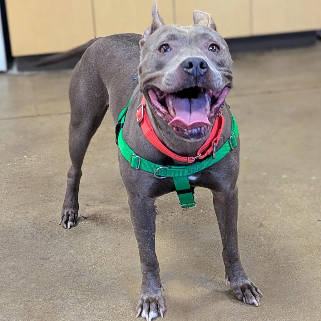 Gray Girl, Adoptable, Adult Female Pit Bull Terrier.