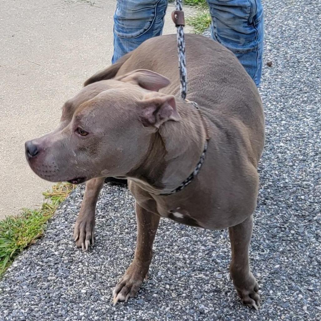 Gray Girl, a Adoptable Pit Bull Terrier in Baltimore, MD image 2/2