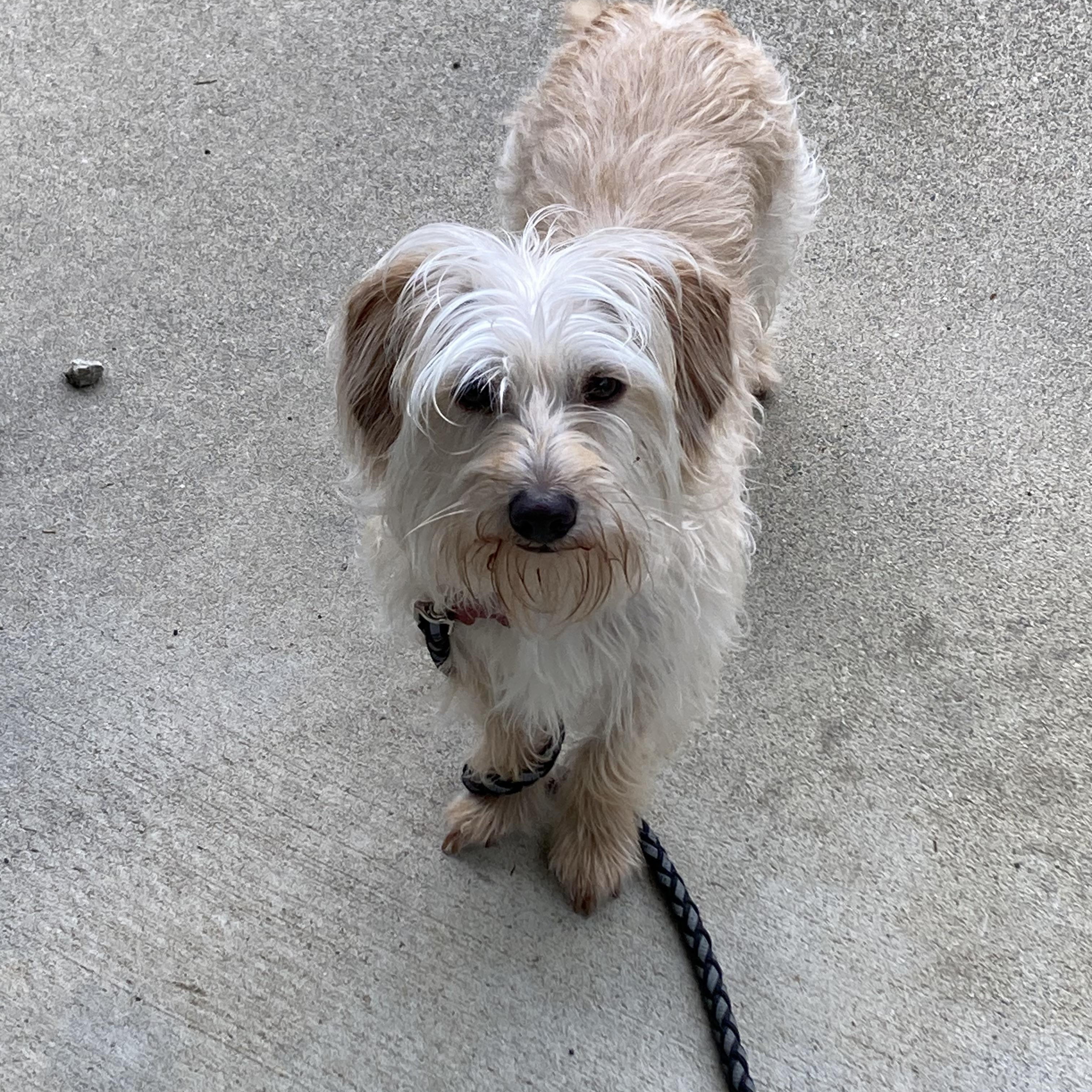 Trevor, adopted, Adult Male Terrier.