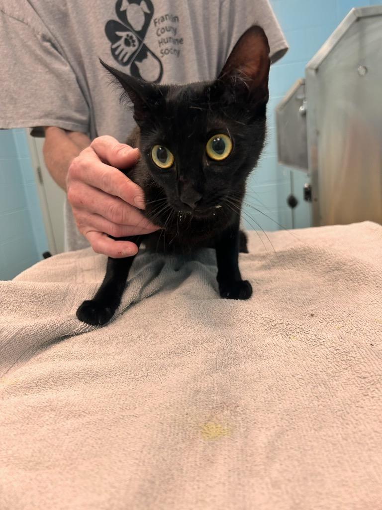 Ophelia, adopted, Adult Female Domestic Short Hair & Bombay.