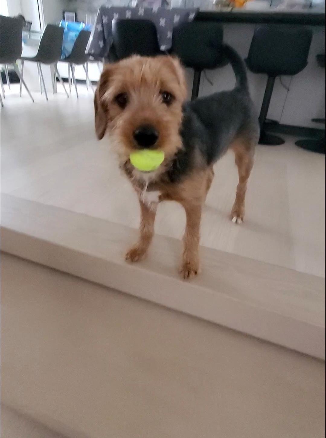 Bear & Moose - 1yr old Bonded pair, a Adoptable mixed breed in North York, ON image 6/6