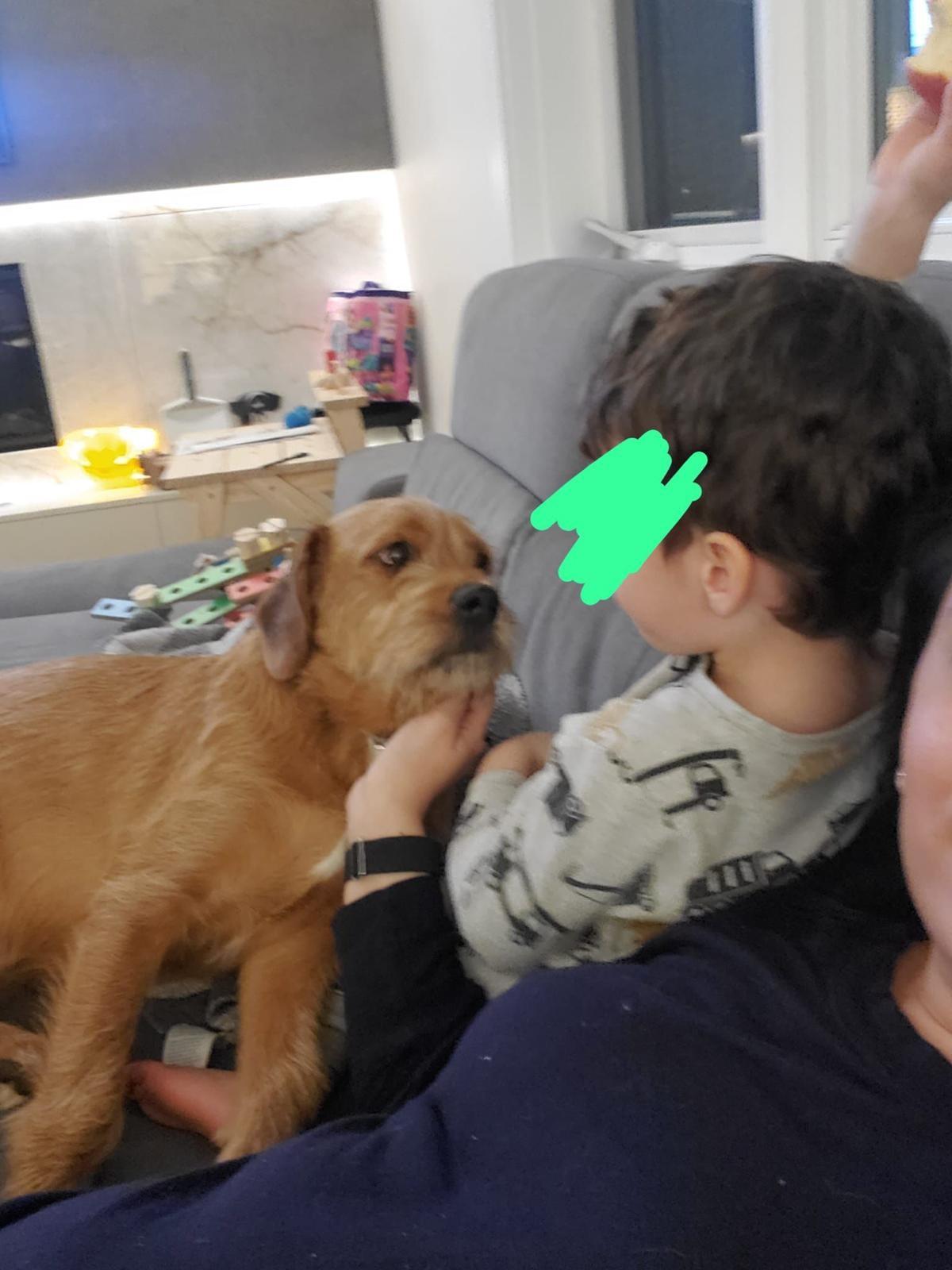 Bear & Moose - 1yr old Bonded pair, a Adoptable mixed breed in North York, ON image 4/6