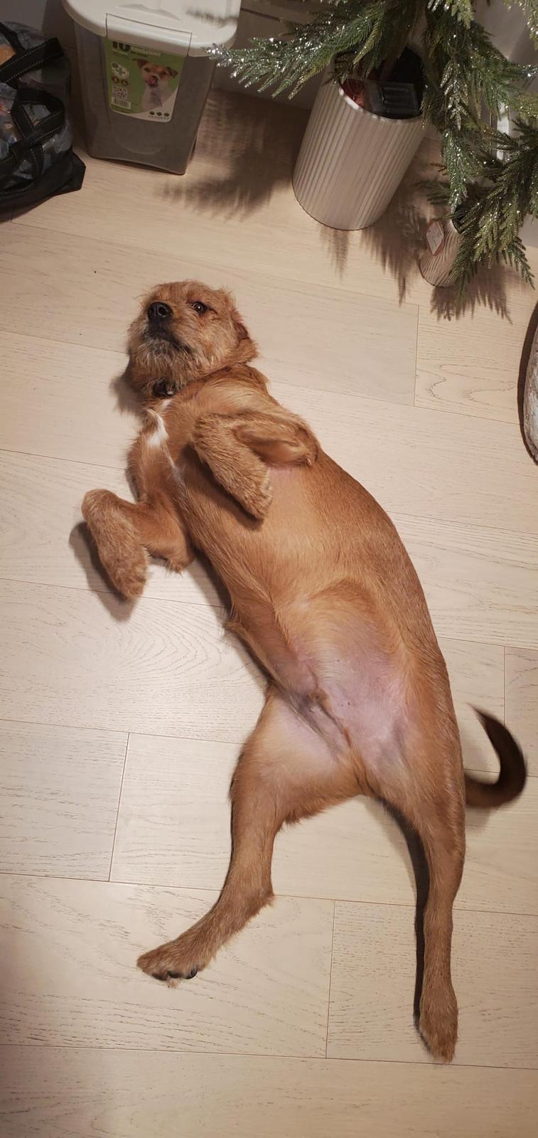 Bear & Moose - 1yr old Bonded pair, a Adoptable mixed breed in North York, ON image 5/6