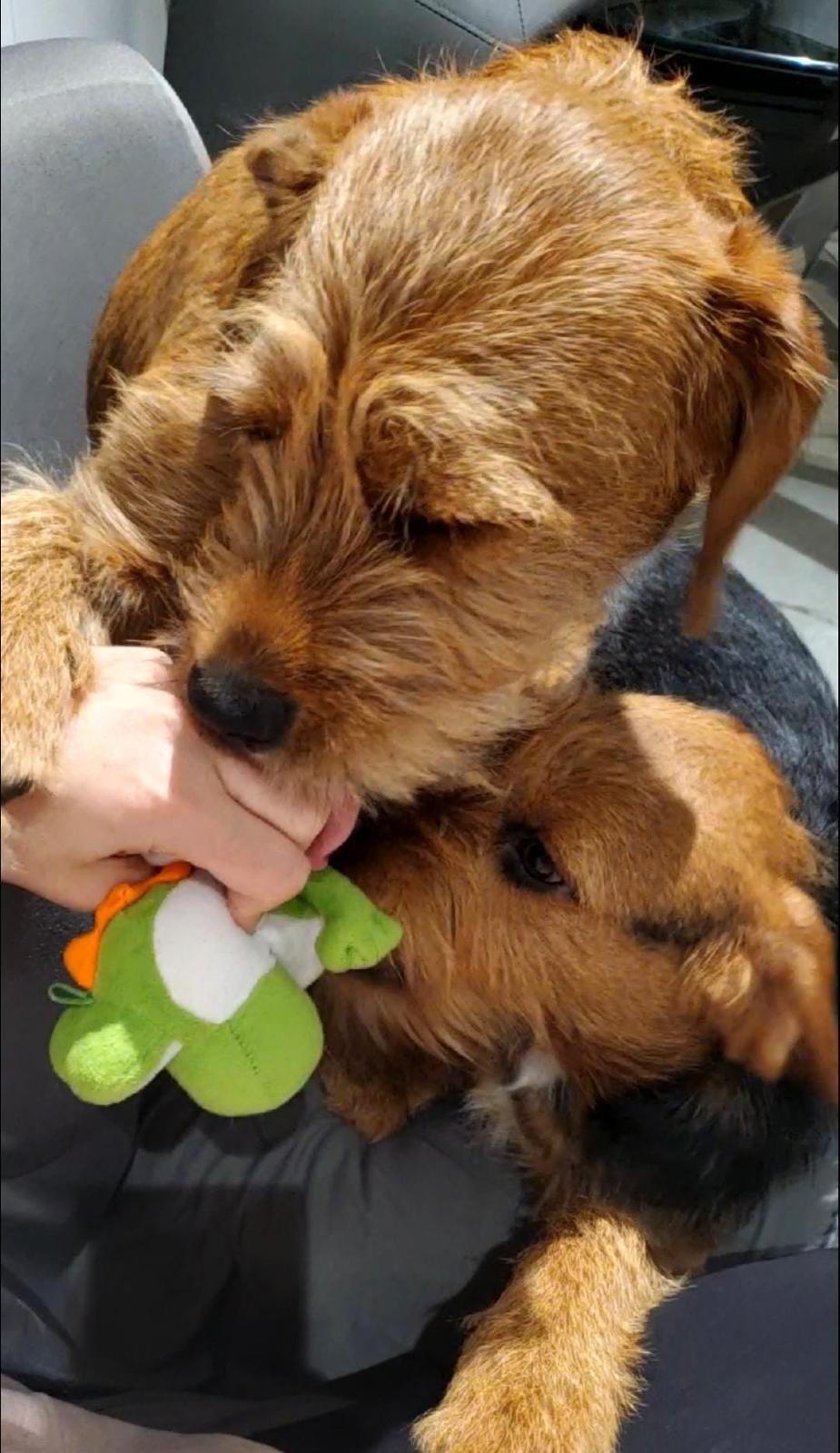 Bear & Moose - 1yr old Bonded pair, a Adoptable mixed breed in North York, ON image 2/6