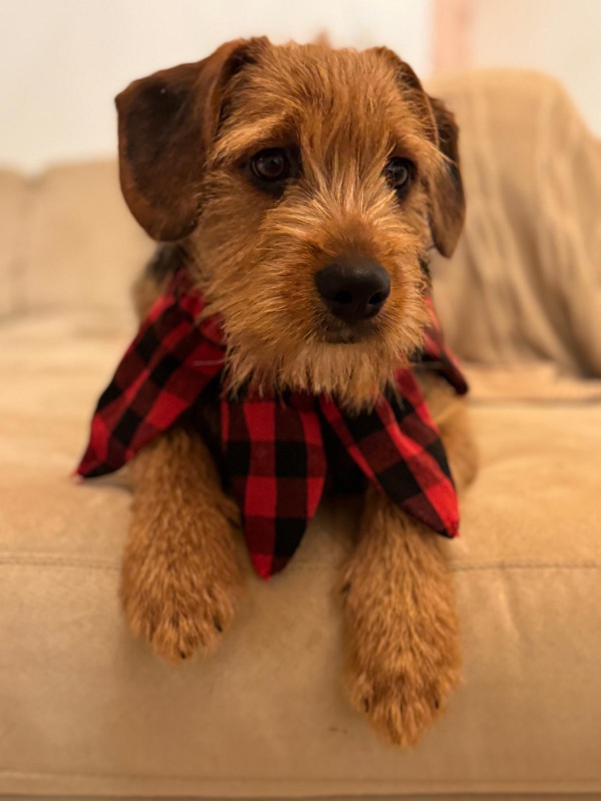 Bear & Moose - 1yr old Bonded pair, a Adoptable mixed breed in North York, ON image 1/6