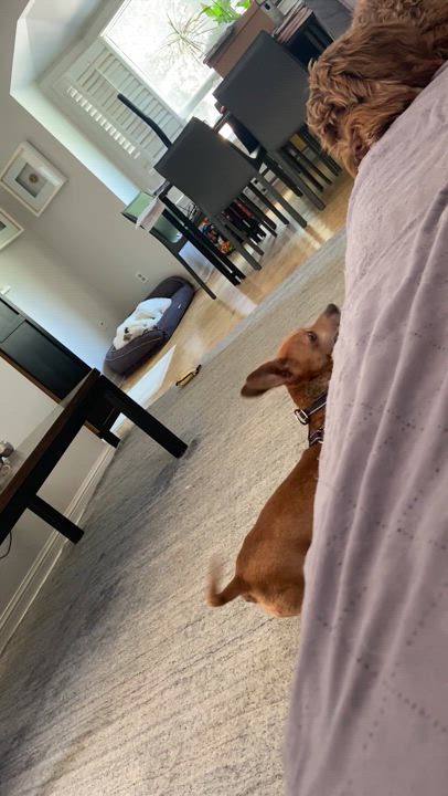 Enlarge Bear & Moose - 1yr old Bonded pair, a Adoptable mixed breed in North York, ON video 3/6