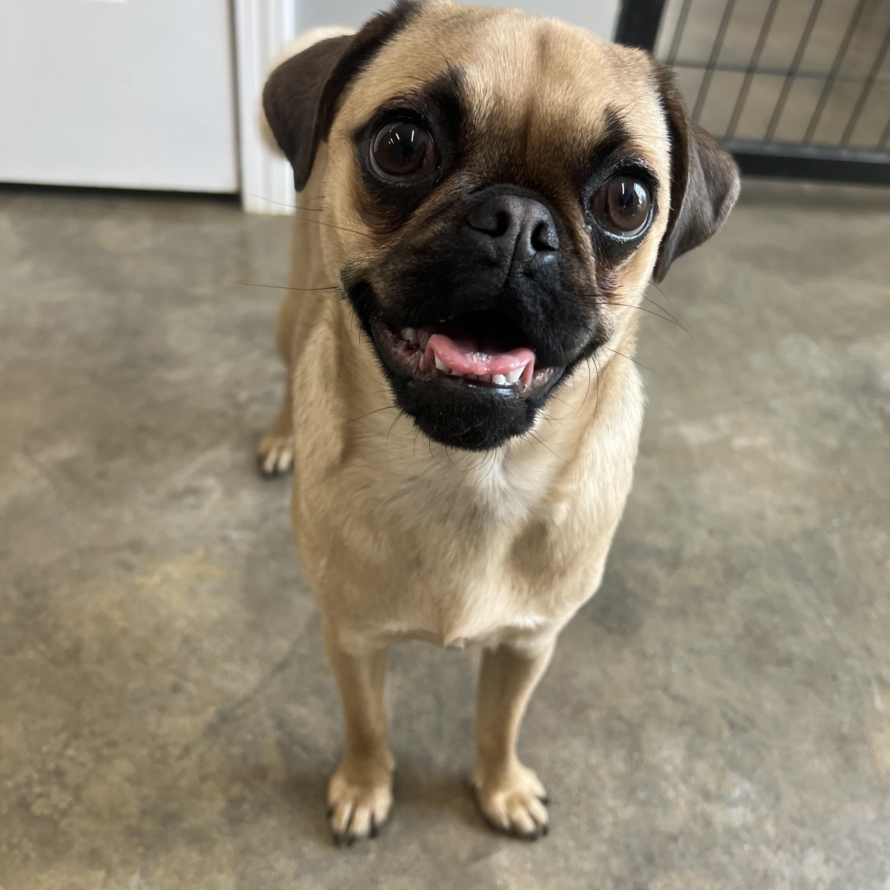 Rumi , a ADOPTABLE Pug in High Ridge, MO image 1/5