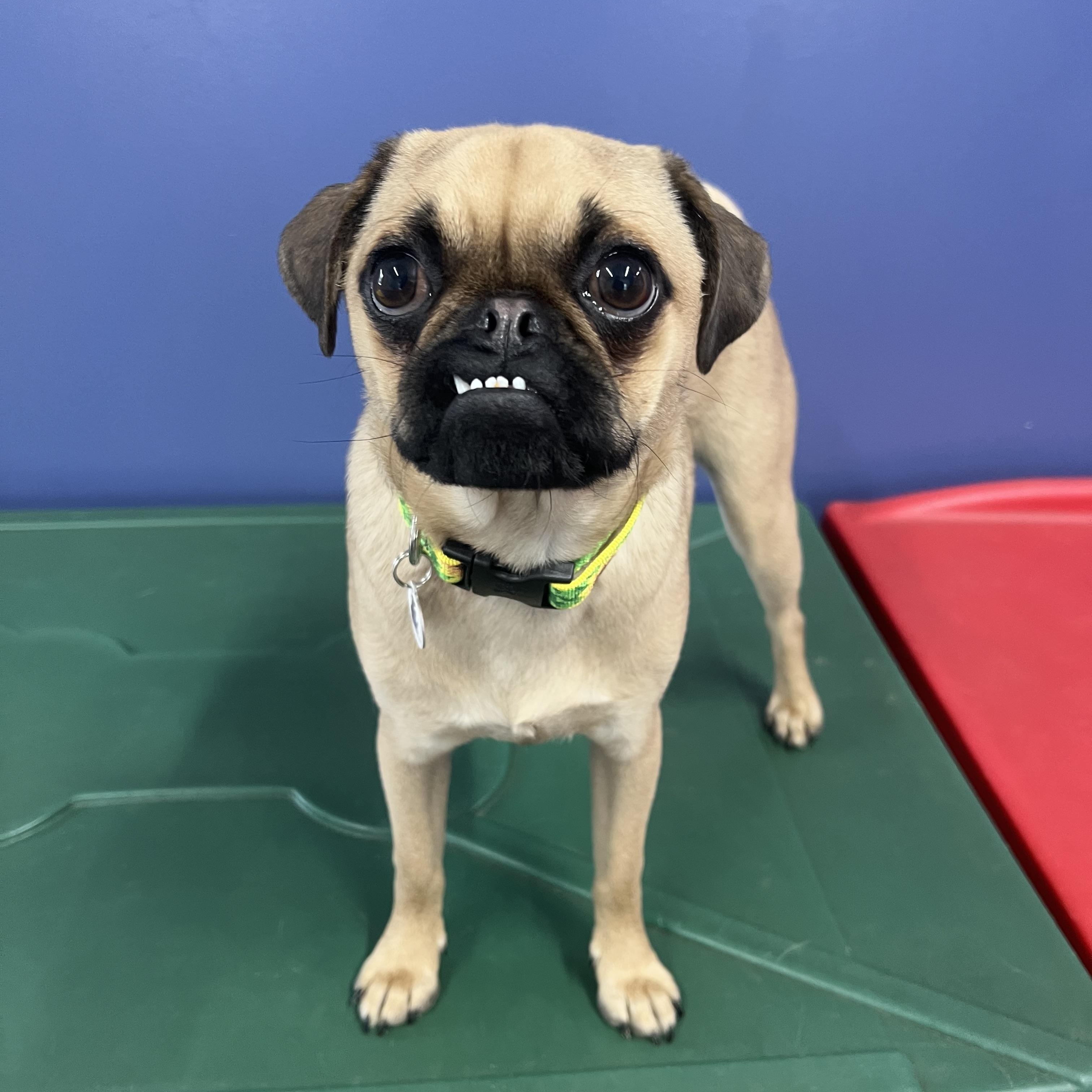 Rumi , a ADOPTABLE Pug in High Ridge, MO image 4/5